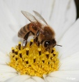 Bees 04.jpg