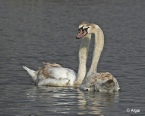 Swans 19.jpg