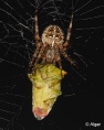 Spiders 08.jpg
