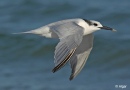 Terns 03.jpg