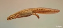 Newts 17.jpg
