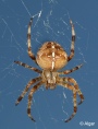 Spiders 07.jpg