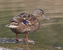 Mallards 10.jpg