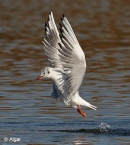 Gulls 12.jpg