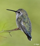 Hummingbird 22.jpg