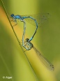 Damselflies 16.jpg