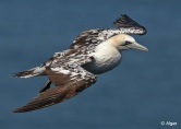 Gannets 14.jpg