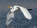 Egrets2 22.jpg
