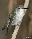 Hummingbird 16.jpg