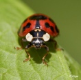 Ladybird 22.jpg