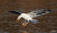 Gulls 05.jpg