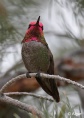 Hummingbird 06.jpg