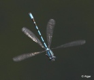 Damselflies 17.jpg