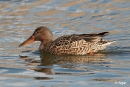 Shoveler 05.jpg