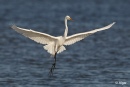 Egrets2 23.jpg