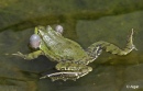 Frogs 06.jpg