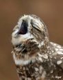 Burrow owls 19.jpg