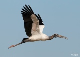Wood storks 19.jpg