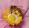 Bees 19.jpg