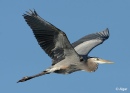 Herons 06.jpg