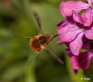 Bee fly 18.jpg