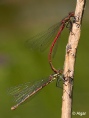 Damselflies 03.jpg