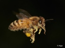 Bees 11.jpg