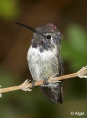 Hummingbird 20.jpg