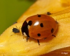 Ladybird 18.jpg