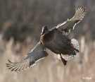 Mallards 07.jpg
