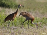 Sand cranes 10.jpg