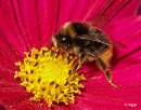 Bumblebees 06.jpg