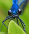 Damselflies 23.jpg