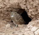 Burrow owls 15.jpg