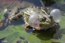 Frogs 05.jpg