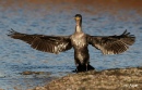 Cormorant 03.jpg