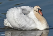 Swans 07.jpg