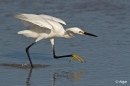 Egrets1 05.jpg