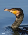 Cormorant 17.jpg