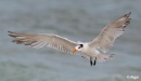 Terns 18.jpg