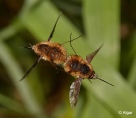 Bee fly 14.jpg