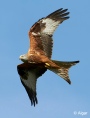 Red kites 15.jpg