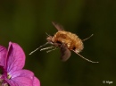 Bee fly 06.jpg