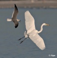 Egrets1 03.jpg