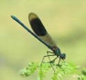 Damselflies 20.jpg