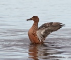 Shoveler 03.jpg