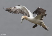 Gannets 15.jpg