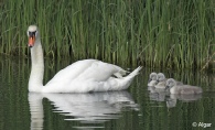 Swans 15.jpg