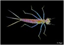 Invertebrates3 17.jpg