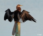 Anhinga 13.jpg